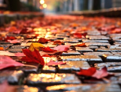 La lettre aux adhérents Janvier 2026